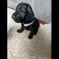 Cockapoo