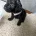 Cockapoo