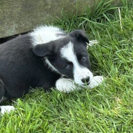 Border Collie