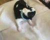 Jack Russell