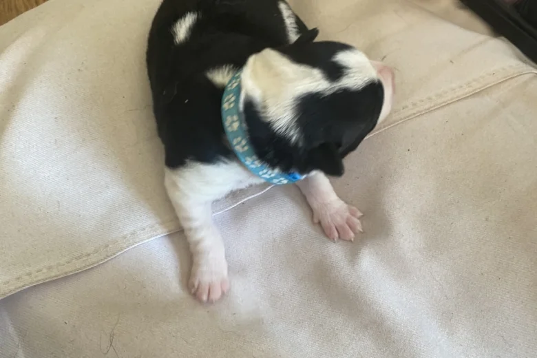 Jack Russell