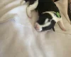 Jack Russell