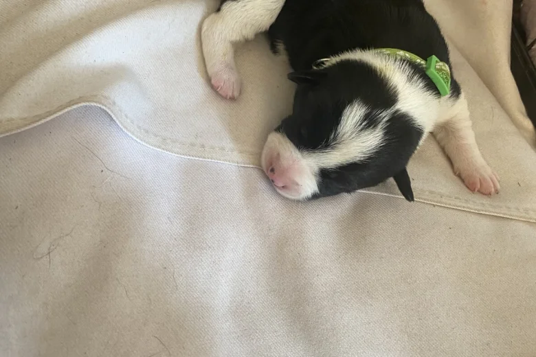 Jack Russell