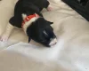 Jack Russell