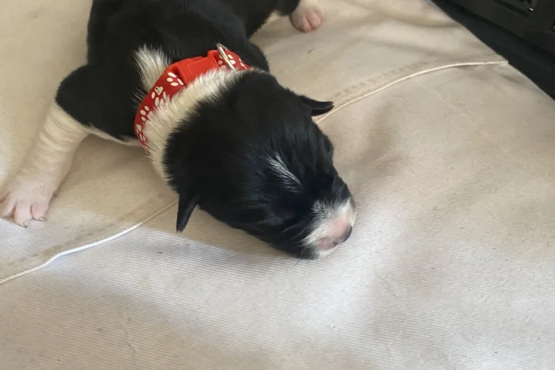 Jack Russell