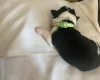 Jack Russell