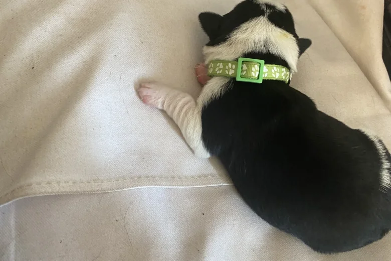 Jack Russell