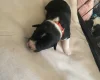 Jack Russell