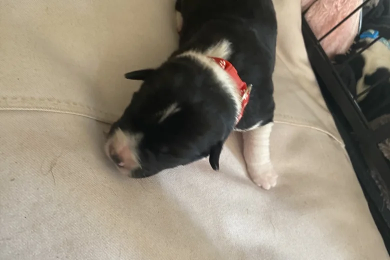 Jack Russell