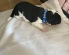 Jack Russell