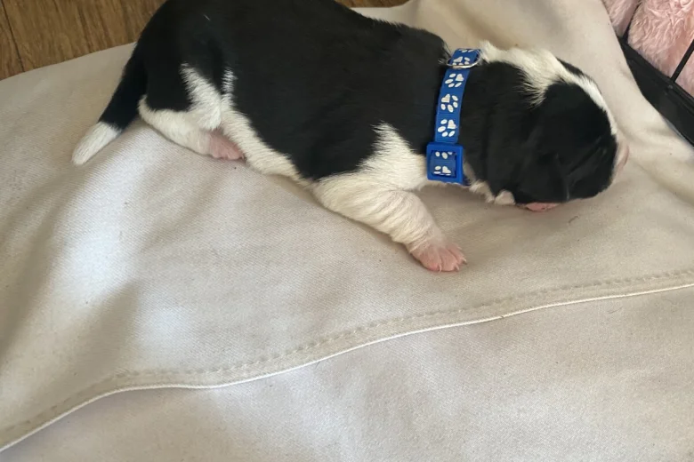 Jack Russell