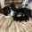 Jack Russell