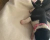 Jack Russell