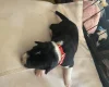 Jack Russell