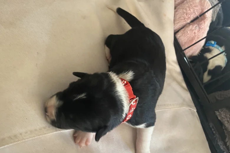 Jack Russell