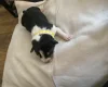 Jack Russell