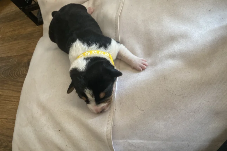 Jack Russell