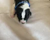 Jack Russell