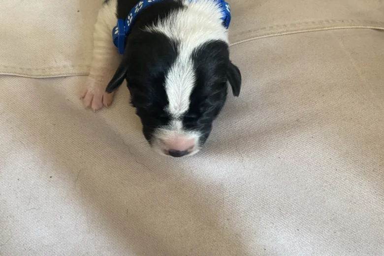 Jack Russell