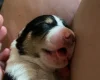Jack Russell