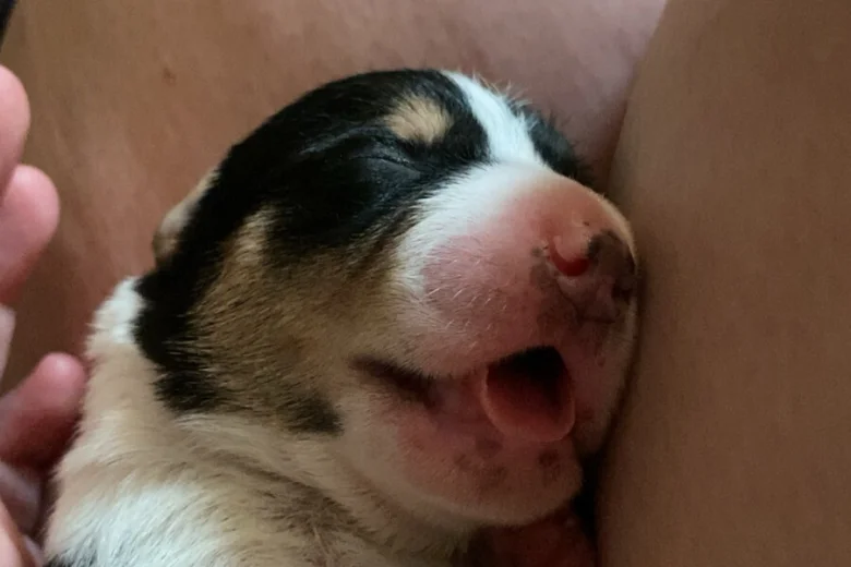 Jack Russell