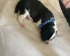Jack Russell