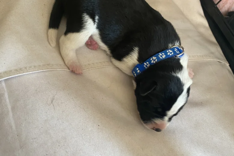 Jack Russell