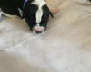 Jack Russell