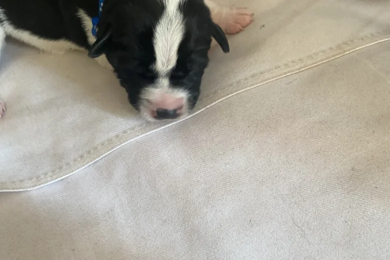 Jack Russell
