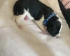 Jack Russell