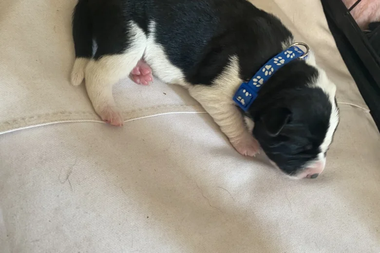 Jack Russell