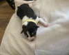 Jack Russell