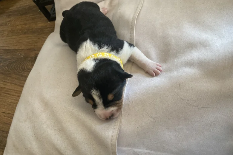 Jack Russell