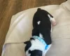 Jack Russell