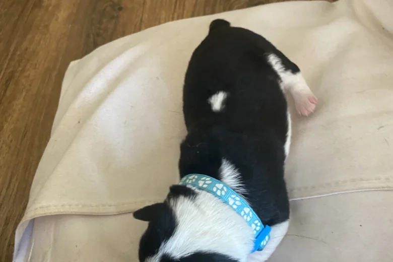 Jack Russell