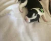Jack Russell