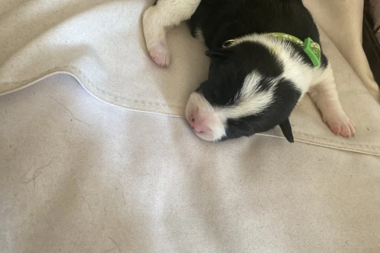 Jack Russell