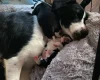 Jack Russell