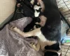 Jack Russell