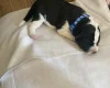 Jack Russell