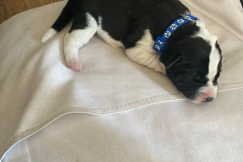 Jack Russell
