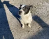 Jack Russell