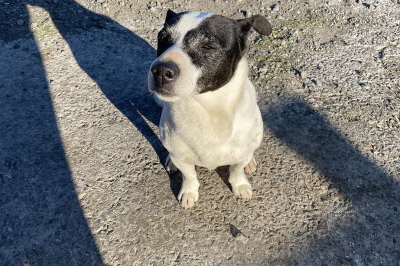 Jack Russell