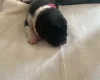 Jack Russell