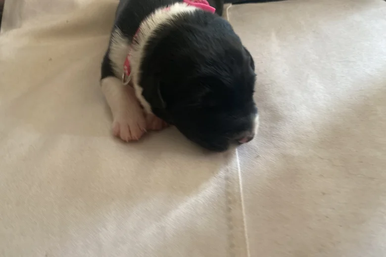 Jack Russell