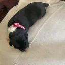 Jack Russell