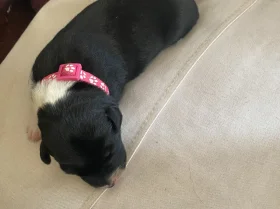 Jack Russell