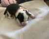 Jack Russell