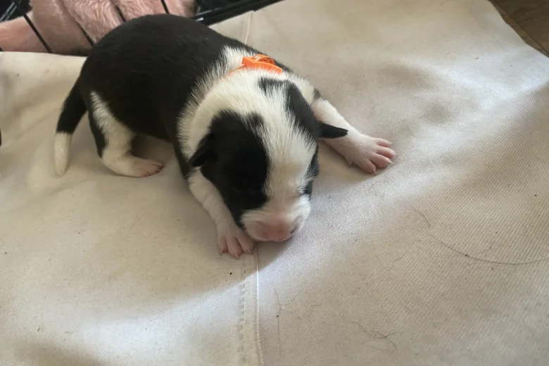 Jack Russell
