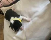 Jack Russell